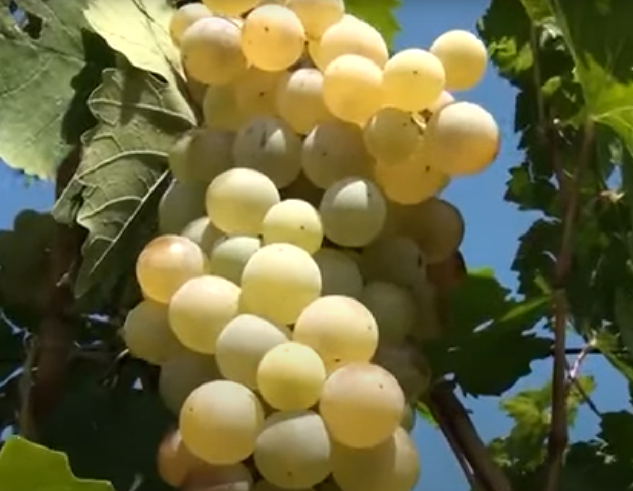 Սեպտեմբերի 1-ից ՍԱՏՄ-ն եվ Ռոսսելխոզնադզորը կուժեղացնեն հսկողությունը